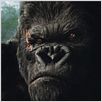 King Kong : foto