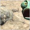 Rango : foto