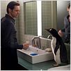 Os Pinguins do Papai : foto