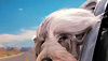 <strong>Um Hotel Bom pra Cachorro</strong> Trailer (2) Original