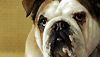 <strong>Um Hotel Bom pra Cachorro</strong> Trailer (3) Original