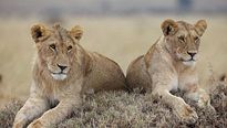 <strong>Reino dos Felinos</strong> Trailer Dublado