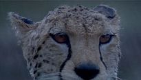 <strong>Reino dos Felinos</strong> Trailer Original