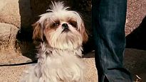 <strong>Sete Psicopatas e um Shih Tzu</strong> Trailer Legendado