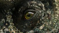 Caminhando com Dinossauros Making Of Legendado