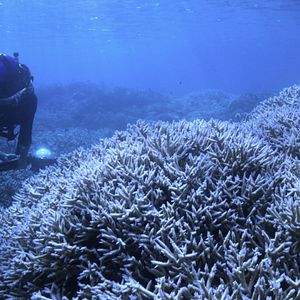 Chasing Coral Document Rio Adorocinema