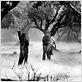 O Lobisomem : foto Claude Rains, George Waggner, Lon Chaney Jr.