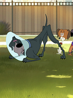 Pôster de O Dia da Castração