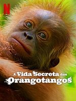 Pôster de Secret Lives of Orangutans