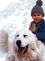 Pôster de Belle et Sébastien