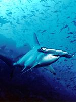 Pôster de Mission Blue