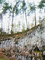 Pôster de Out of the Forest