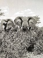 Pôster de Kirongozi, Mestre Caçador