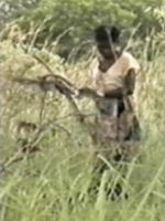 Pôster de A Colheita do Diabo