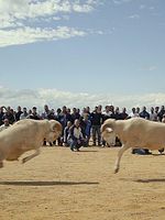 Pôster de Of Sheep and Men