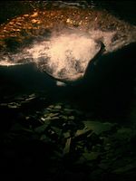 Pôster de Aquilo que Sobra