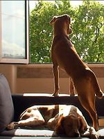 Pôster de A Casa e os Cães