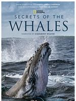 imagem de O Segredo das Baleias