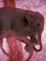 imagem de O Mundo dos Animais