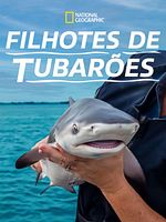 Pôster de Filhotes de Tubarões