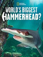 Pôster de World's Biggest Hammerhead?