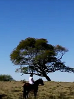 Pôster de Céu Aberto