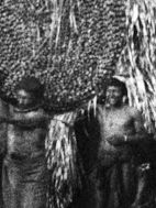 Pôster de Programa Lévi-Strauss