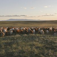 Foto Gunsmaa Tsogzol