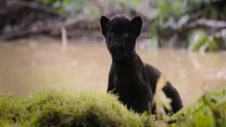 imagem de A Última Onça Negra Trailer Legendado
