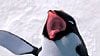imagem de Happy Feet - O Pinguim Trailer (2) Original