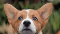 Quatro Vidas de um Cachorro Trailer Legendado