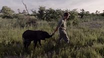 imagem de Naledi: A Baby Elephant's Tale Trailer Original