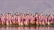imagem de Planet Earth II 1ª Temporada Clip Original