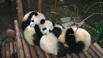 imagem de Pandas Teaser