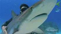imagem de Sharkwater Trailer Original 