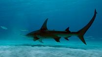 imagem de Sharkwater Extinction Trailer Original 