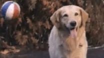 imagem de Bud, O Cão Amigo Trailer Original