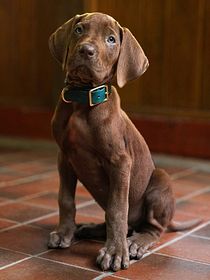 Scooby-Doo: A Origem