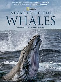 O Segredo das Baleias