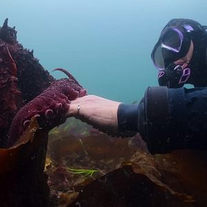 Foto Segredos dos Polvos