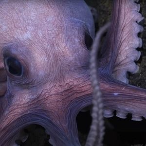 Foto Segredos dos Polvos