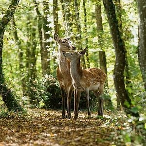 Foto Bambi: Uma Aventura na Floresta