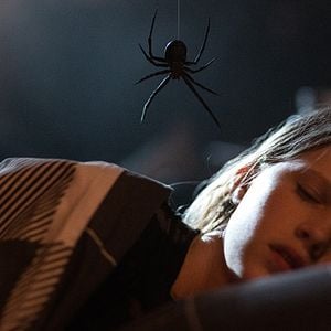 Foto Sting: Aranha Assassina