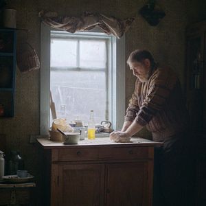 Foto Abelhas Cinzentas