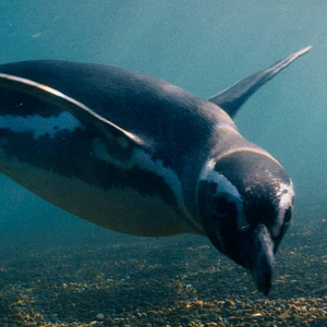 Foto Meu Amigo Pinguim