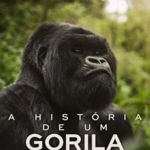 Foto A História de um Gorila: Com David Attenborough