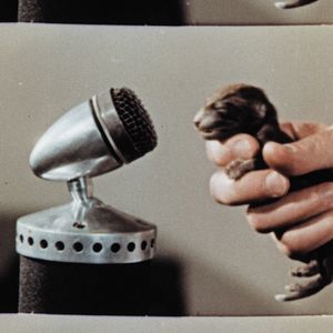 Foto Bestiari, erbari, lapidari