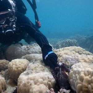 Foto Segredos dos Polvos