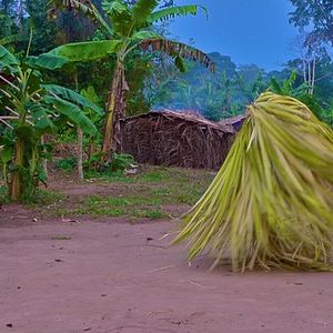 Foto Floresta dos Espíritos Dançantes