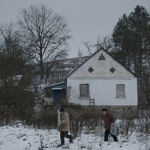 Foto Abelhas Cinzentas